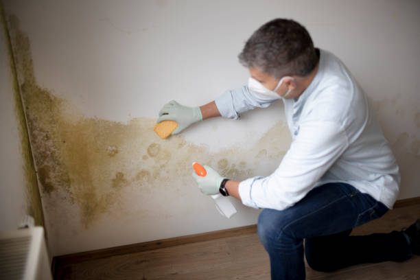 Best Mold Odor Removal Services  in Gaston, SC